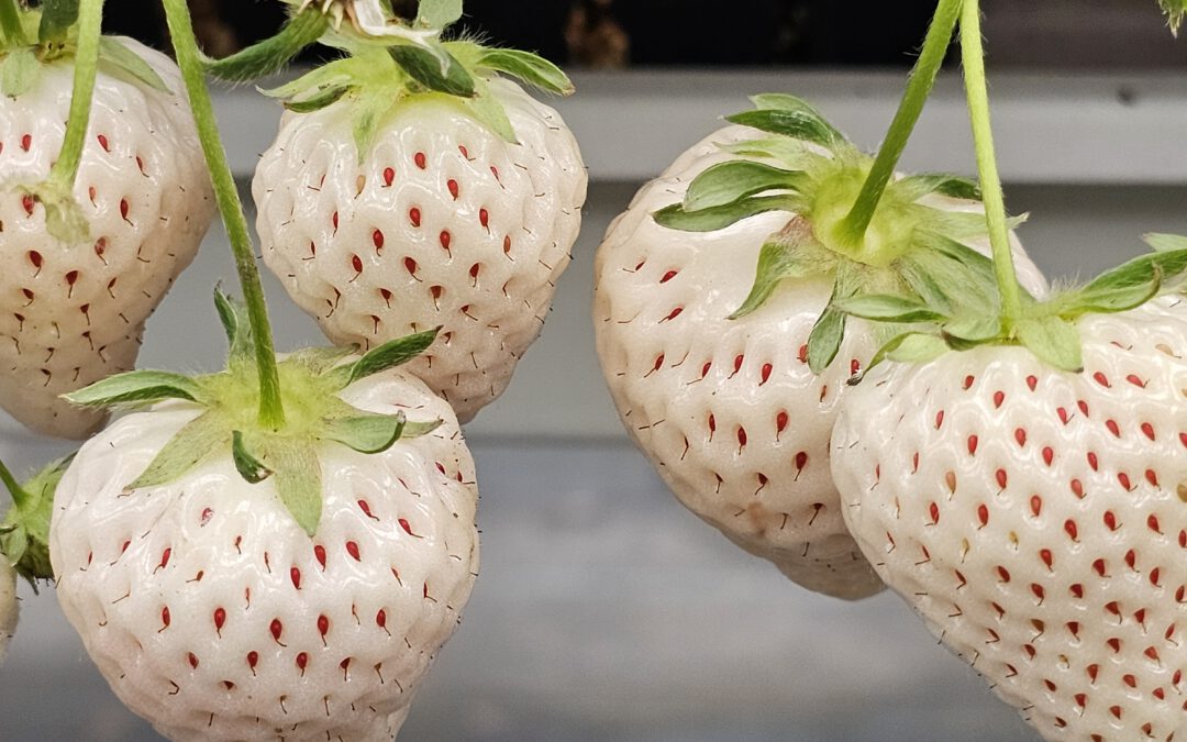 Erdbeeren pflücken auf chinesisch